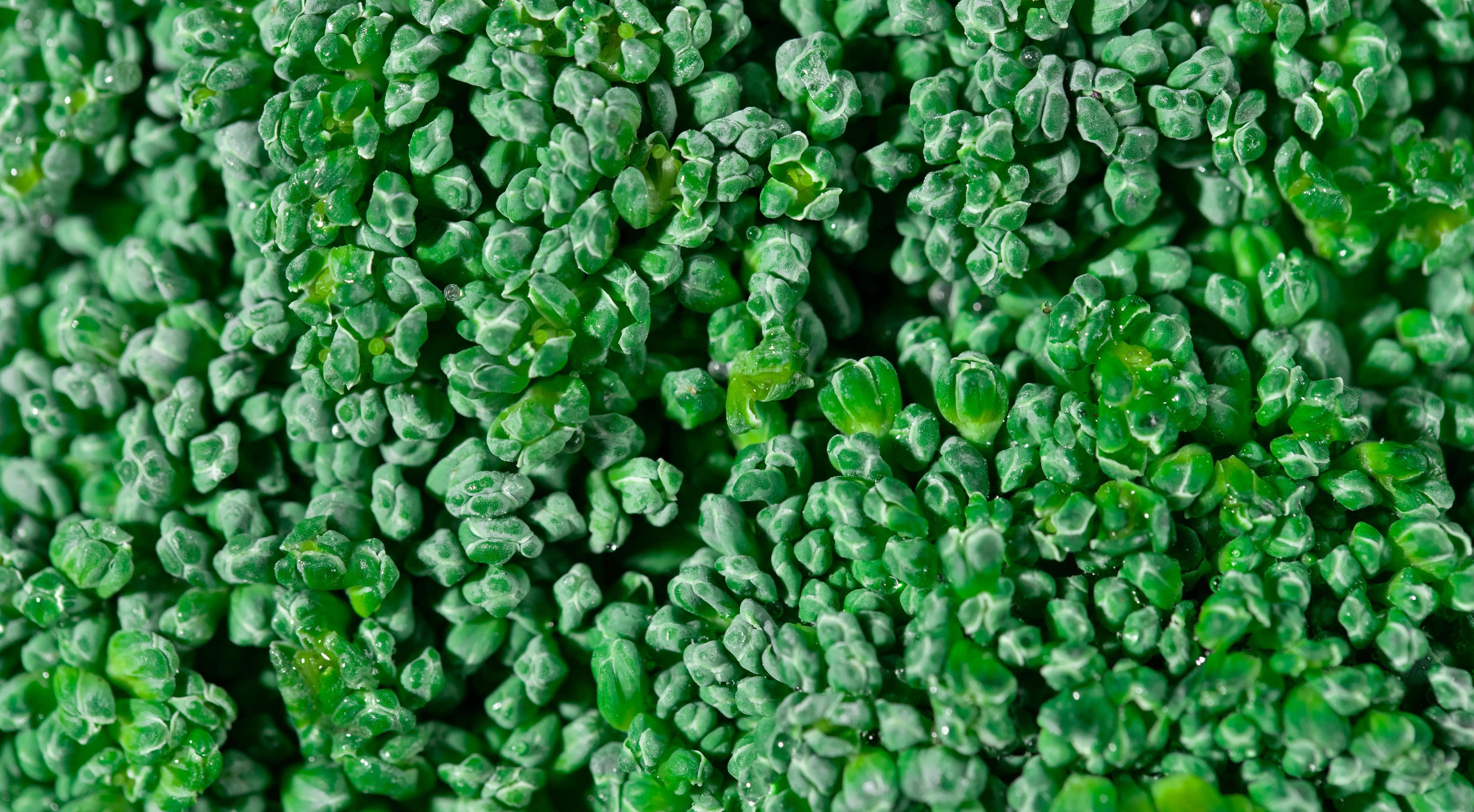 pexels-mikhail-nilov-7676052