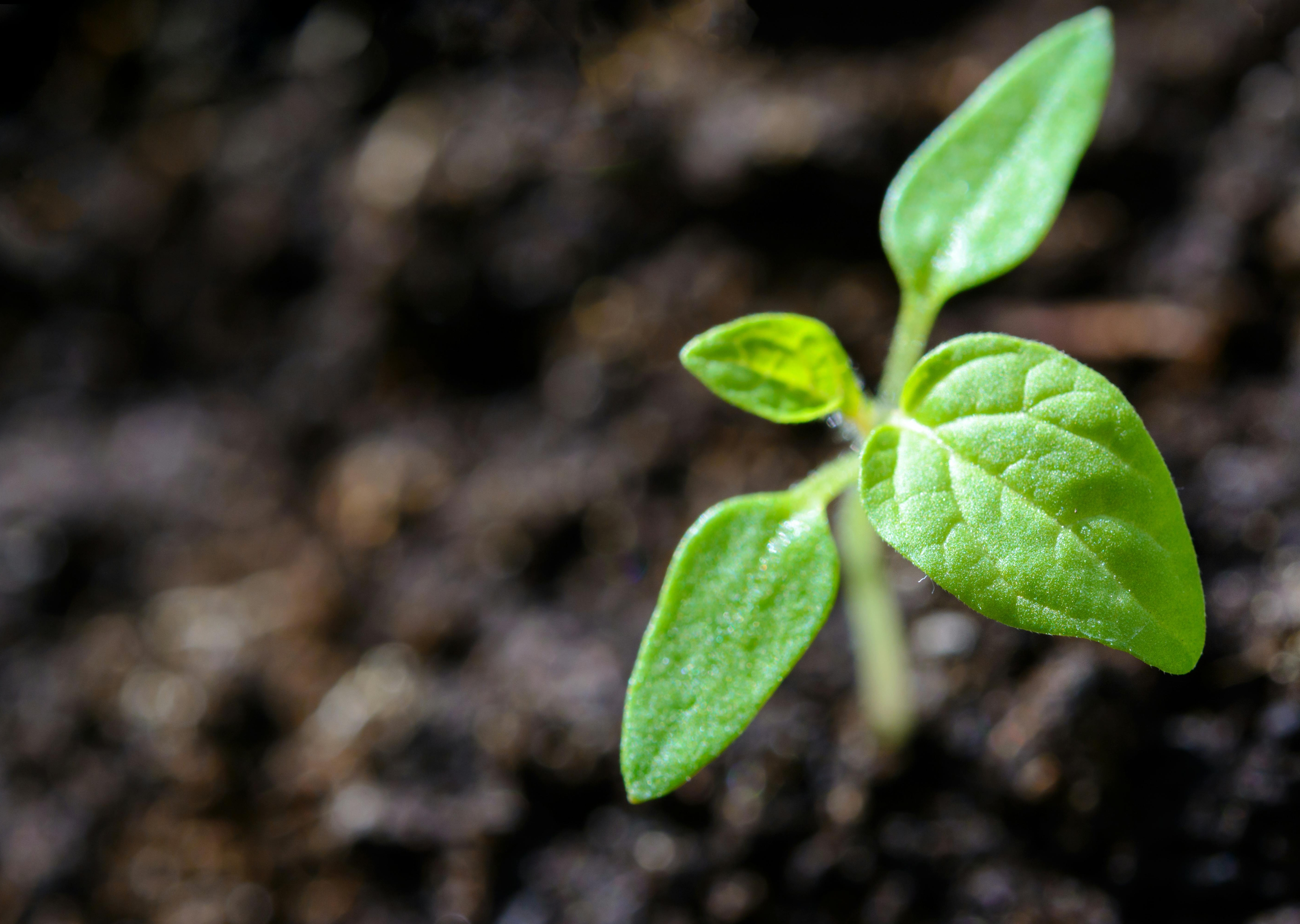 pexels-asphotograpy-1002703